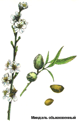 Миндаль обыкновенный, Миндальное масло, семя миндаля, Semen amygdali, Oleum amygdalarum, Amygdalus communis, Rosaceae