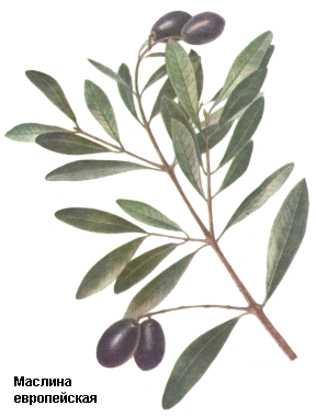 Маслина европейская, оливковое дерево, Оливковое масло, Oleum olivarum, Olea europaea L., Oleaceae