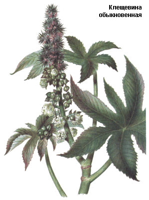 Клещевина обыкновенная, Касторовое масло, Oleum ricini, Ricinus communis L., Euphorbiaceae