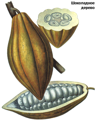 Шоколадное дерево, какао, Масло какао, Butyrum cacao, Theobroma cacao L., Sterculiaceae