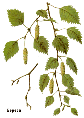 Береза повислая (бородавчатая), пушистая, Почки березовые, Gemmae betulae, Betula pubescens Ehrn., Betula pendula Roth. (verrucosa Ehrn.), Betulaceae