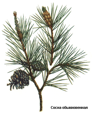 Сосна обыкновенная, Почки сосны, сосна лесная, борина, Gemmae (turiones) pini, Pinus silvestris L., Pinaceae