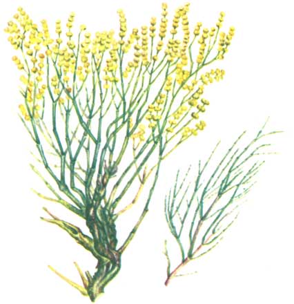 Анабазис безлистный, Трава (побеги) анабазиса, ежовник безлистный, Herba anabasidis, Anabasis aphylla L., Chenopodiaceae
