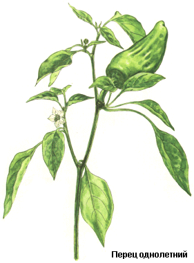 Перец стручковый (однолетний), Плоды перца стручкового, Fructus capsici, Capsicum annuum L., Solanaceae