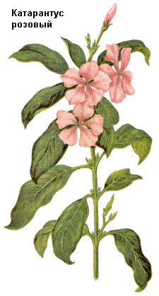 Катарантус розовый, Трава катарантуса розового, барвинок розовый, первинкл, лохнера розовая, Herba catharahthi rosei, Catharanthus roseum G. Don (Vinca rosea L.), Apocynaceae