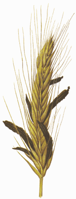 Спорынья, Рожки спорыньи,  Secale cornutum, Claviceps purpurea Tulasne, Clavicepitaceae, Ascomycetes