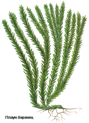 Плаун-баранец, Трава плауна-баранца, Herba huperziae selaginis, Huperzia selago (L.) Bernh. (syn. Lycopodium selago L.), Lycopodiaceae