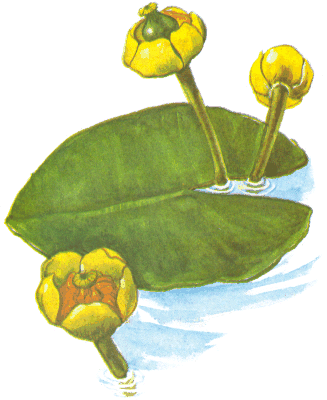 Кубышка желтая, Корневище кубышки желтой, желтая водяная лилия, бубенчики желтые, водяные маковки, желтая кувшинка, плавунцы желтые, Rhizoma nupharis lutei, Nuphar lutea (L.) Smith (Nymphaea lutea L.), Nymphaeaceae