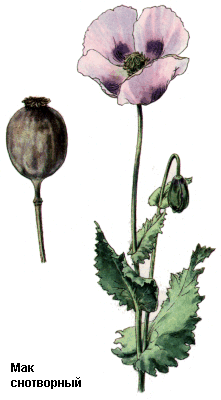 Мак снотворный (сорт масличный), Коробочки мака, Capita papaveris, Papaver somniferum L., Papaveraceae