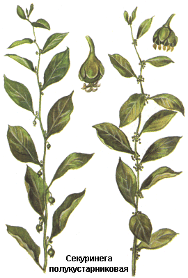 Секуринега полукустарниковая, Побеги секуринеги, Cormus securinegae suffruticosi, Securinega suffruticosa (Pall) Rehd., Euphorbiaceae