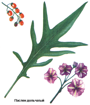 Паслен дольчатый, Трава паслена дольчатого резаная, Herba solani laciniati concisa, Solanum laciniatum Forst., Solanaceae