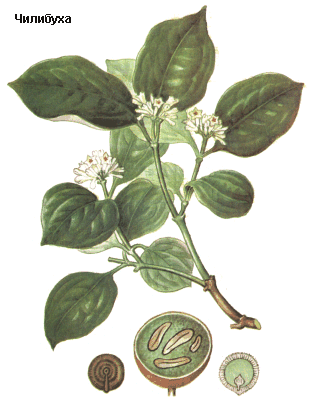 Чилибуха, рвотный орех, Семя чилибухи, Semen strychni, Strychnos nux-vomica L., Loganiaceae