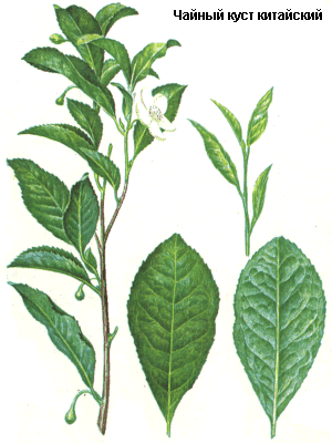 Чайный куст китайский, чай, Листья чая, Foliа theae, Thea sinensis L. (Syn. Camellia),  Theaceae