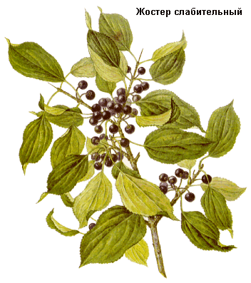 Жостер слабительный, Плоды жостера слабительного, крушина слабительная, Fructus rhamni catharticae, Rhamnus cathartica L., Rhamnaceae