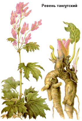 Ревень дланевидный тангутский, Корни ревеня, Radices rhei, Rheum palmatum L. var. tanguticum Maxim, Polygonaceae
