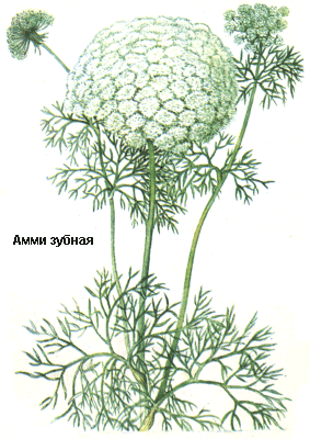 Амми зубная, келла, Плоды амми зубной, Fructus ammi visnagae, Ammi visnaga L., Apiaceae