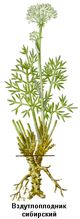 Вздутоплодник сибирский, Корневища и корни вздутоплодника сибирского, Rhizomata ет radices phlojodicarpi sibirici, Phlojodicarpus sibiricus Steph., Apiaceae