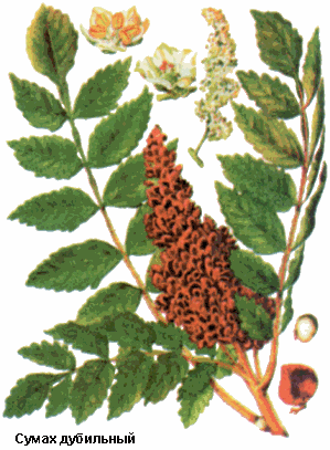 Сумах дубильный, Лист сумаха, Folium rhus coriariae, Rhus coriaria L., Anacardiaceae