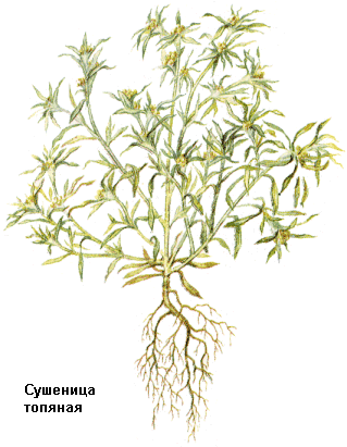 Сушеница топяная, Трава сушеницы топяной, сушеница болотная, жаблик, Herba gnaphalii uliginosi, Gnaphalium uliginosum L., Asteraceae