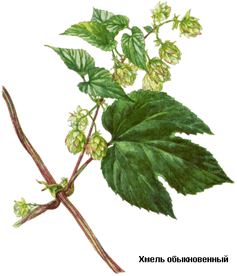 Хмель обыкновенный, Шишки хмеля, Strobuli lupuli, Humulus lupulus L., Cannabaceae