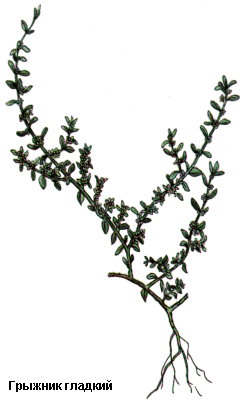 Грыжник гладкий, Трава грыжника, Herba herniariae, Herniaria glabra L., Caryophyllaceae