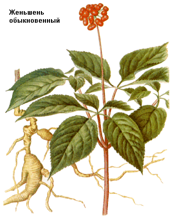 Женьшень обыкновенный, Корни женьшеня, Radices ginseng, женьшень настоящий, панакс женшень, корень жизни, Panax ginseng C. A. Меy., Araliaceae