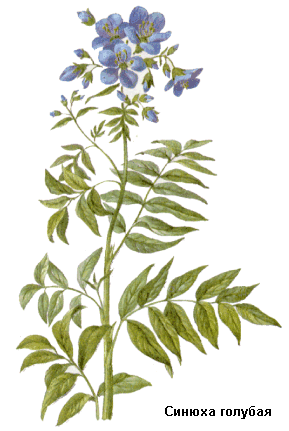 Синюха голубая, Корневища с корнями синюхи, Rhizomata cum radicibus polemonii, синюха лазоревая, синюха лазурная, брань-трава, валериана греческая, зверобой синий, синюшник, двусил, Polemonium coeruleum L., Polemoniaceae