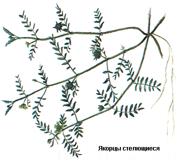 Якорцы стелющиеся, Трава якорцов стелющихся, Herba tribuli terrestri, Tribulus terrestris L., Zygophyllaceae