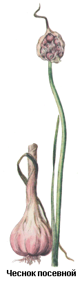 Чеснок посевной, Чеснок свежий, Bulbus allii sativi recens, Allium sativum L., Liliaceae