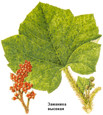Эхинопанакс высокий, заманиха высокая, Корневища с корнями эхинопанакса высокого, Rhizomata cum radicibus echinopanacis, Echinopanax elatum Nakai (syn. Oplopanax elatum Nakai), Araliaceae