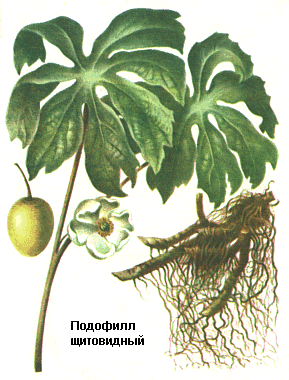 Подофилл щитовидный, Корневища с корнями подофилла, Rhizomata cum radicibus podophylli, Podophyllum peltatum L., Berberidaceae