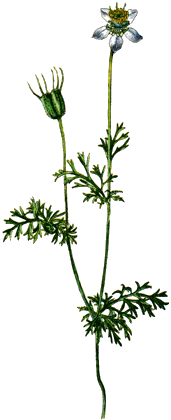Семена чернушки дамасской, Чернушка дамасская, Semen nigellae damascenae, Nigella damascena L., Ranunculaceae