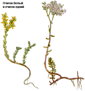 Очиток большой, Трава очитка большого свежая, заячья капуста, скрипун, Herba sedi maximi recens, Sedum maximum (L.) Hoffm., Crassulaceae