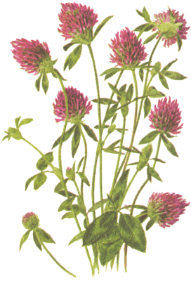 Клевер луговой, Цветки клевера, клевер красный, Flores trifolii, Trifolium pratense L., Fabaceae