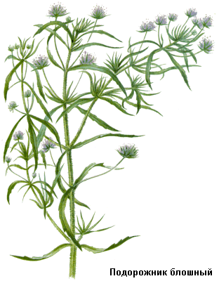 Подорожник блошный, Семя подорожника блошного (блошное семя), Semen plantaginis psyllii (Semen psyllii), Plantago psyllium L., Plantaginaceae