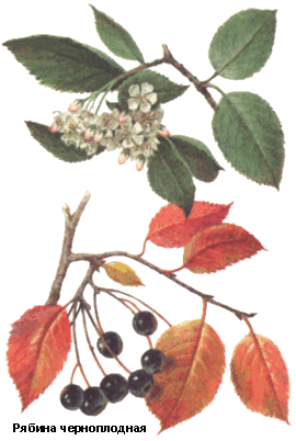 Рябина черноплодная, Плоды аронии черноплодной свежие, Fructus aroniae melanocarpae recens, Aronia melanocarpa (Michx.) Elliot.
