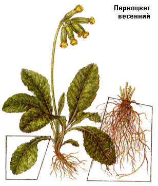 Первоцвет весенний, Листья первоцвета, Primula veris L., Folia primulae, Primulaceae