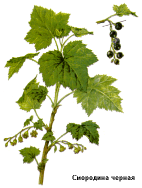 Смородина черная, Плоды смородины черной, Ribes nigrum L., Fructus ribis nigri, Saxifragaceae