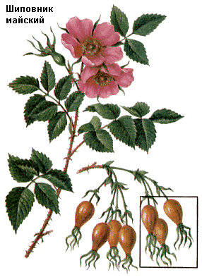 Шиповник, Плоды шиповника, роза, Rosa, Fructus rosae, Rosaceae