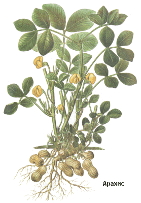 Арахис, Арахисовое масло, земляной орех, Oleum arachides, Arachis hypogaea L., Fabaceae