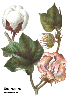 Хлопчатник мохнатый, Хлопковое масло, Вата, Oleum gossypii, Gossypium hirsutum L., Malvaceae