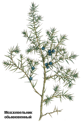 Можжевельник обыкновенный, Плоды можжевельника, бруждевельник, можевел, можжуха, тетеревиные ягоды, верес, тетеревиный куст, Fructus juniperi, Juniperus communis L., Cupressaceae