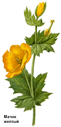 Мачок желтый, Трава мачка желтого, глауциум желтый, Herba glauci flavae, Glaucium flavum Crantz., Papaveraceae