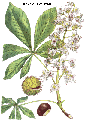 Конский каштан обыкновенный, дикий каштан, Семя конского каштана, Semen aesculi hippocastani, Aesculus hippocastanum L., Hippocastanaceae