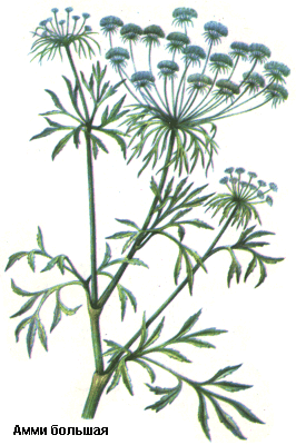 Амми большая, Плоды амми большой, кандийский тмин, Fructus ammi majoris, Ammi majus L., Apiaceae