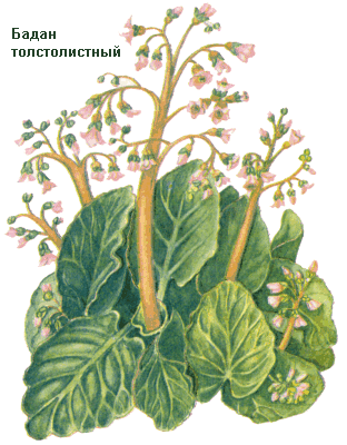 Бадан толстолистный, Корневища бадана, Rhizomata bergeniae, Bergenia crassifolia, Saxifragaceae