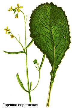 Горчица сарептская, Семена горчицы сарептской, Semen sinapis junceae, Brassica juncea (L.) Czern. (syn. Sinapis juncea L.), Brassicaceae