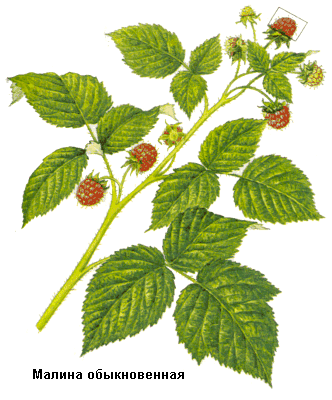 Малина обыкновенная, Плоды малины, Fructus rubi idaei, Rubus idaeus L., Rosaceae