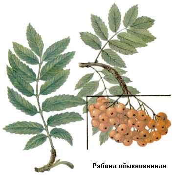 Рябина обыкновенная, Плоды рябины обыкновенной, рябика, яробина, Fructus sorbi aucupariae, Sorbus aucuparia L.